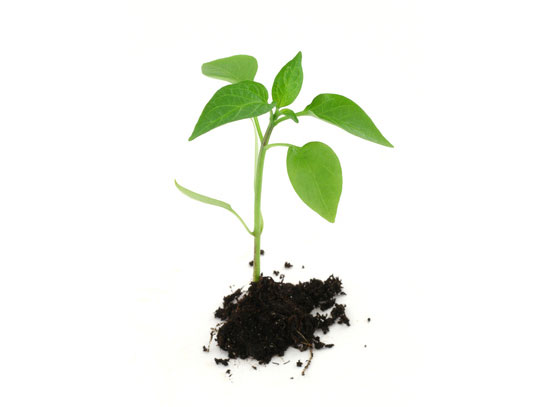 Topsoil delivery for home owner garden